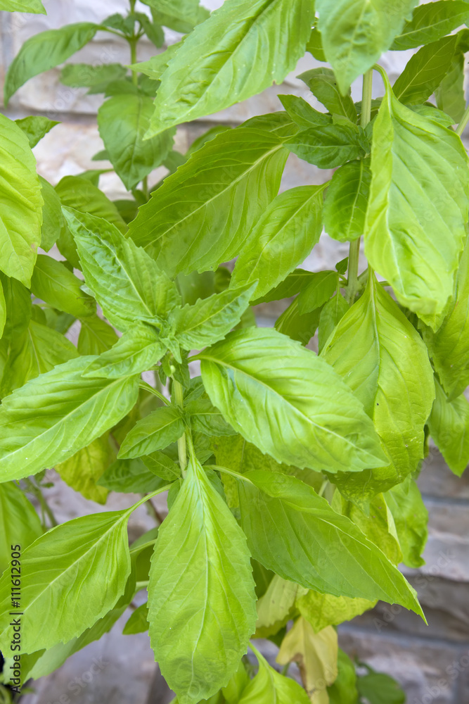 Fresh basil Fresh basil