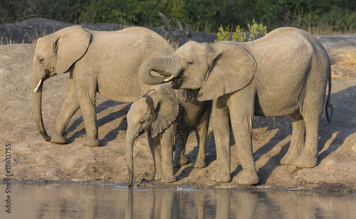 Large elephant herd stand and drink at edge of a water hole