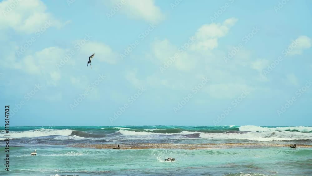 Pelicanos en Tulum,Mexico,five