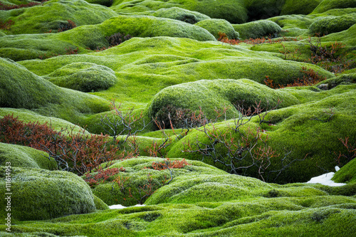 Tela Iceland lava field covered with green moss