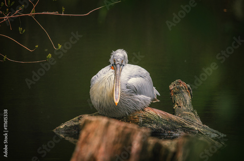 Photography The Bored Pelican