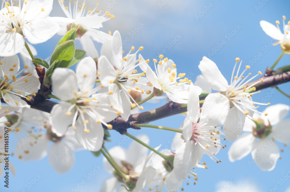 Obraz premium flowers