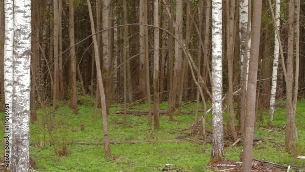 trunks of birch trees in spring day as background trunks of birch trees in spring day as background