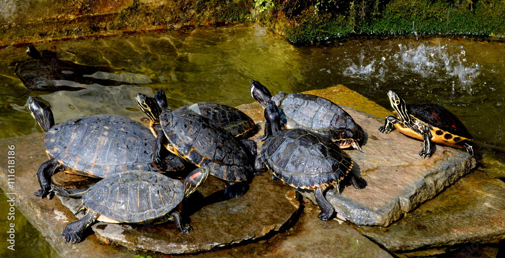Tortugas tomando sol en Villa Carlotta, Lago de Como Tortugas tomando sol en Villa Carlotta, Lago de Como