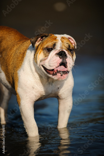 Fototapeta Naklejka Na Ścianę i Meble -  English Bulldog standing in shallow water