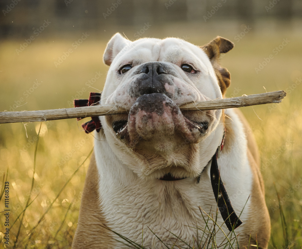 Inglês Bulldog Playing With Stick Foto Royalty Free, Gravuras, Imagens e  Banco de fotografias. Image 55268005