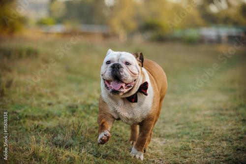 English Bulldog running through field wearing a bow tie