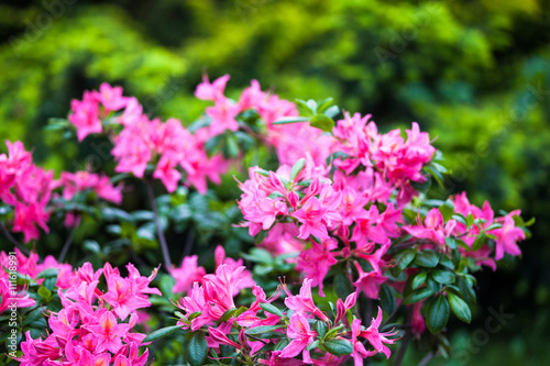 Rhododendron pink flowers
