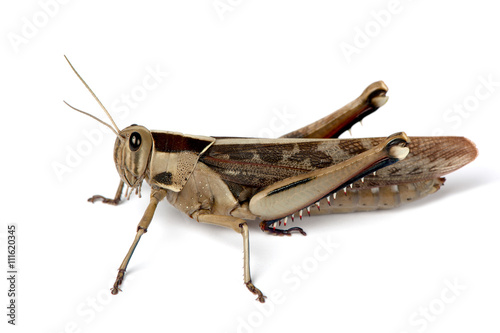 Sitting locust ready to jump © HBK