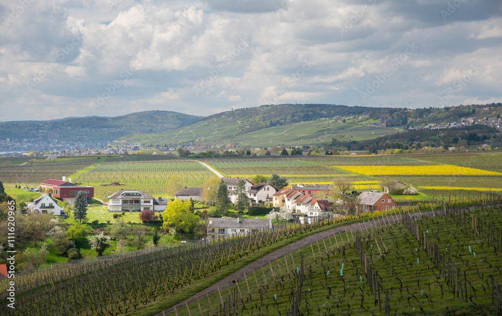 Beautiful German wine region in Wiesbaden, Hesse, in the Rheingau wine-growing region of Germany.
