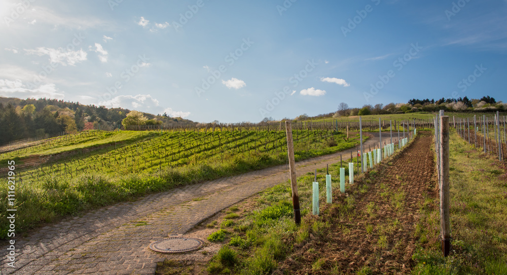 Fototapeta premium Pre season of harvesting the grape in Wiesbaden, Hesse, in the Rheingau wine-growing region of Germany.