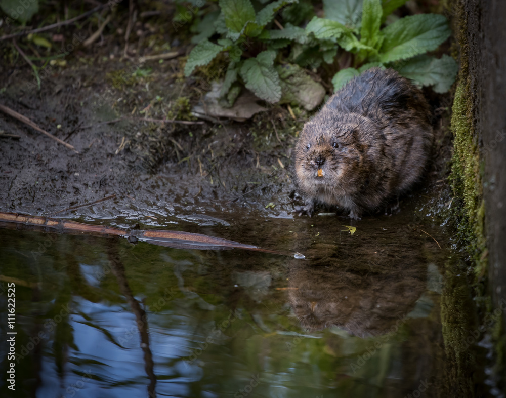 Wild water vole sat near wall showing teeth