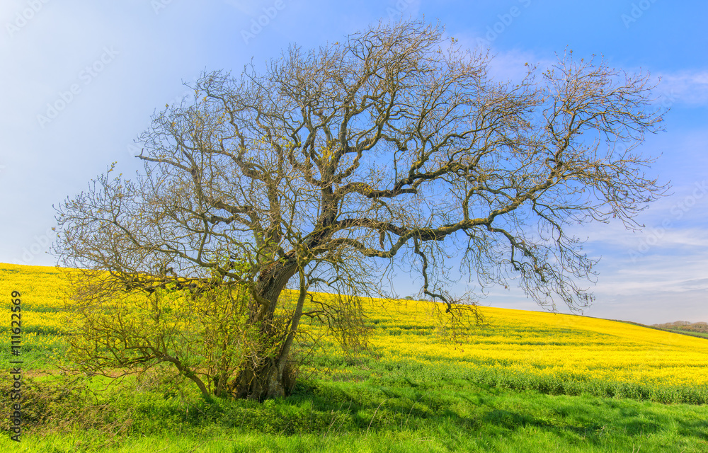 Lone tree in a field of rapeseed beneath a blue summer sky.