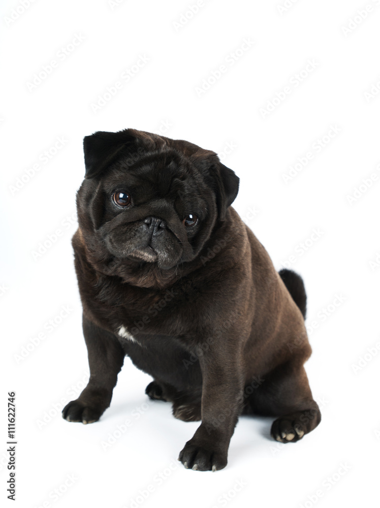 Black pug isolated on white