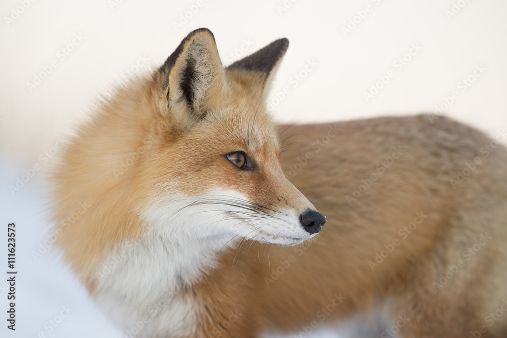 A close up portrait of a Red Fox at the soft dusky light.