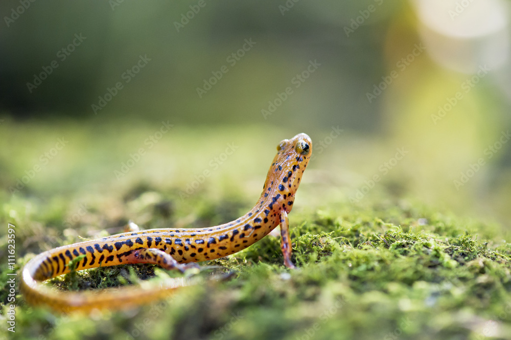 An orange and black Long Tailed Salamander looks around on green moss.