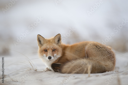 A Red Fox lays down on a sandy beach in the warm evening light.