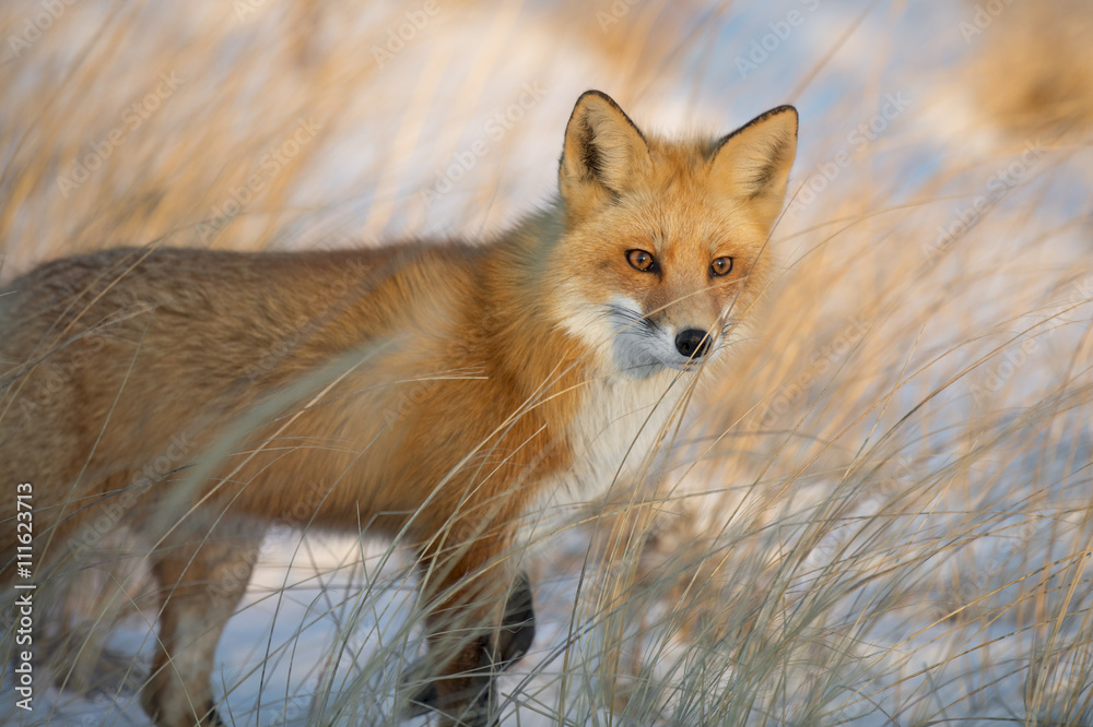 Fototapeta premium A Red Fox stands in a field of tall brown grass as the setting sun shines on its face.