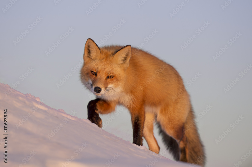 A Red Fox stalks through the snow as the setting sun shines on its beautiful fur.