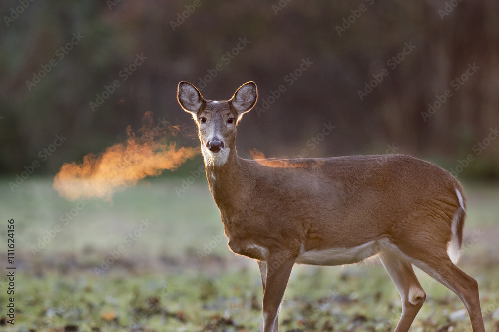 Naklejka premium This whitetail deer was clearing out her nostrils, just as the sun was coming up behind her. The sun lit up the warm air with a lovely orange glow.