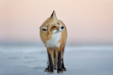 Wandcirkels Vos Rode vos op strand bij schemering  © rayhennessy