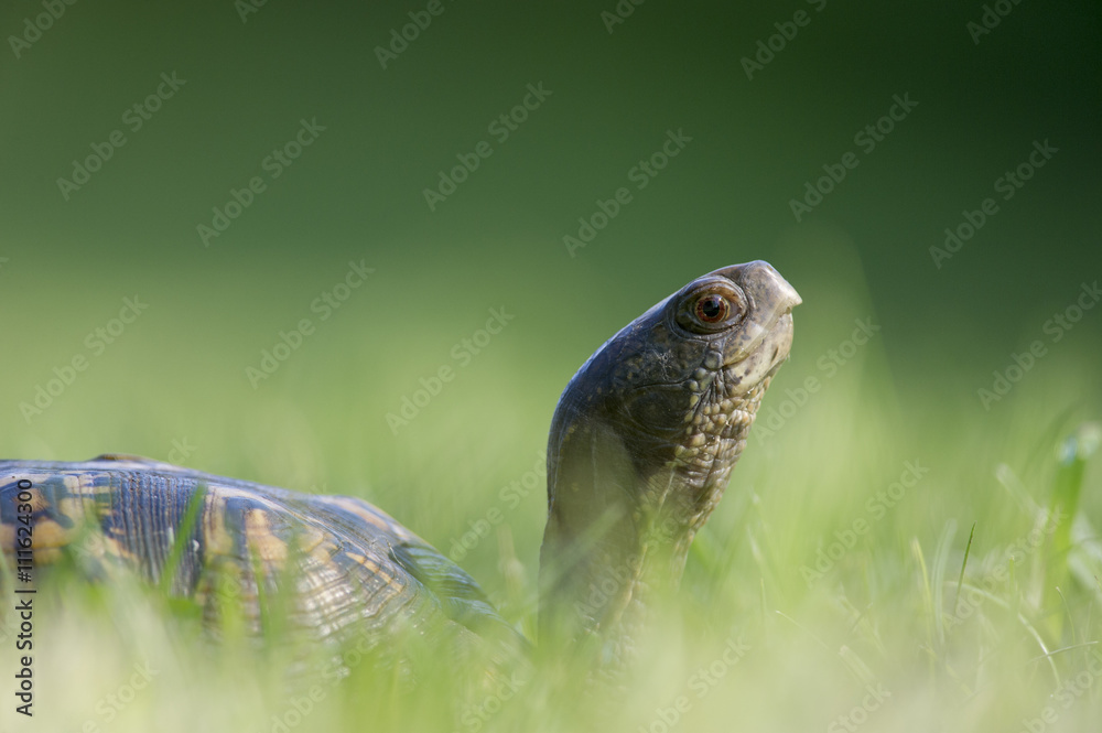 Fototapeta premium An Eastern Box Turtle walks through the tall green grass.