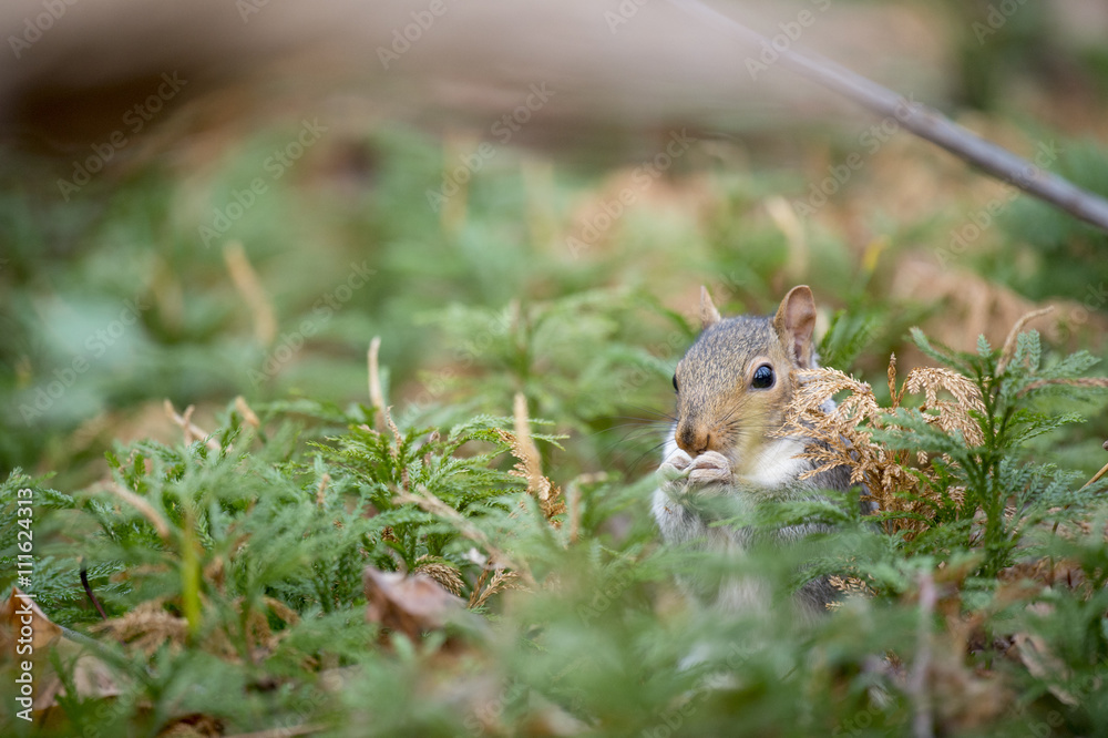A Gray Squirrel eats food in a field of green ground pine. A Gray Squirrel eats food in a field of green ground pine.