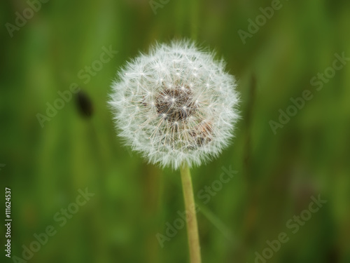 Dandelion seeds in the morning sunlight on fresh green background