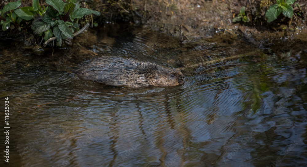Wild water vole swimming at banks edge Wild water vole swimming at banks edge