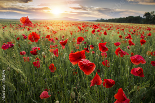 landscape with nice sunset over poppy field