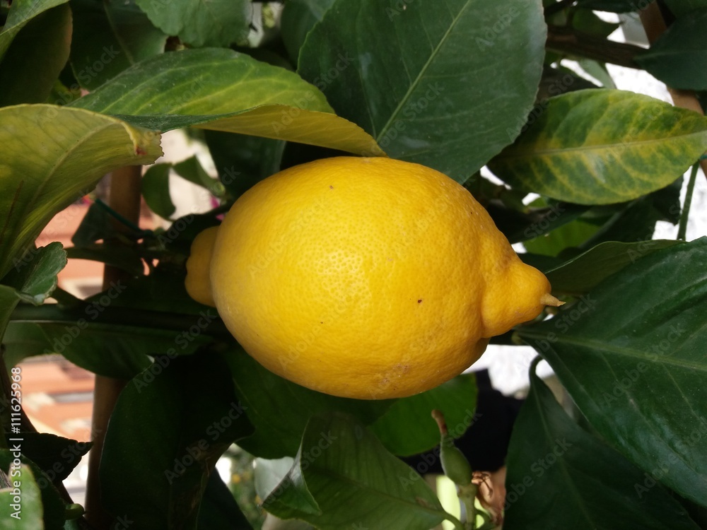 limone giallo appeso sull'albero