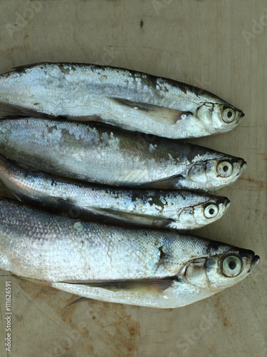 freshly caught fish sabrefish photo