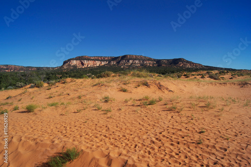 Coral Pink Sand Dunes   Utah   USA