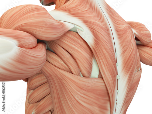 Fotografia Human anatomy shoulder and back. 3d illustration.