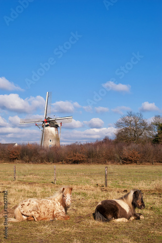 Two horses resting in a meadow with the Hernense windmill in the background
 photo