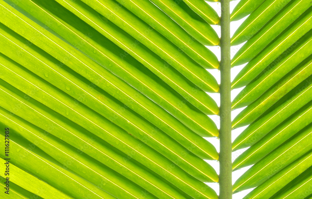 closeup coconut leaf for background closeup coconut leaf for background
