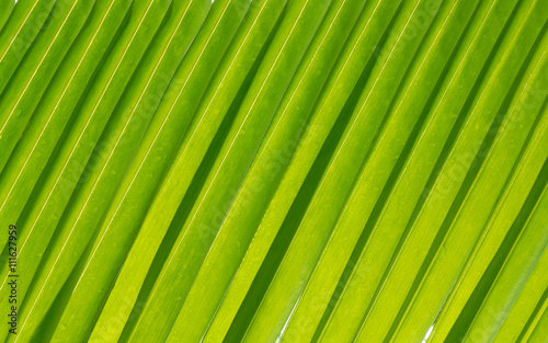 closeup coconut leaf for background