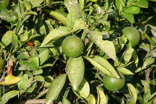 Green lime tree. Symi island, Greece.
