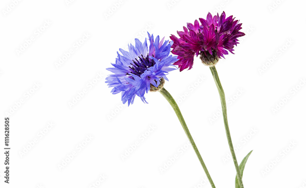 Flower of cornflower isolated Flower of cornflower isolated