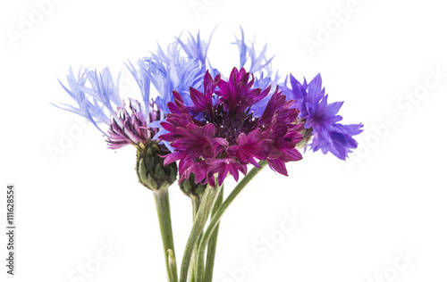 Flower of cornflower isolated