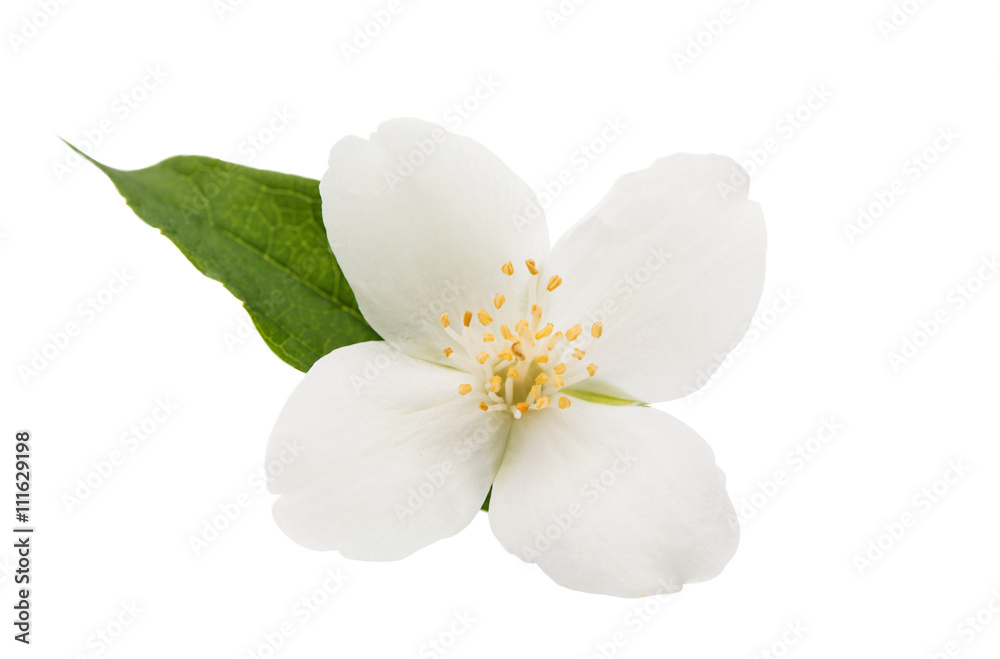 Obraz premium jasmine flower isolated