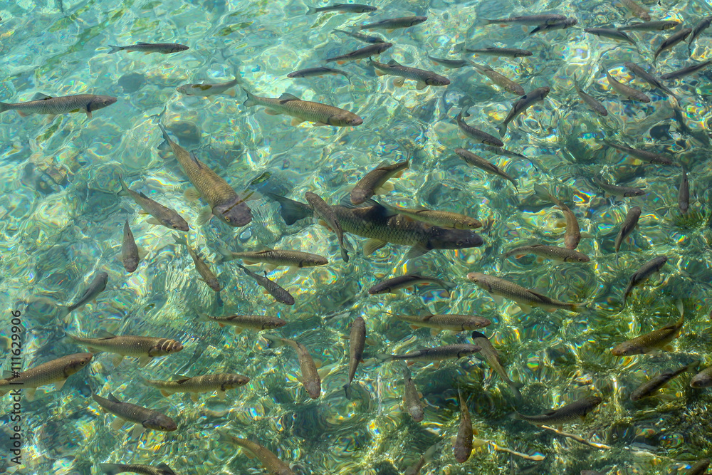 Видеть много рыб в прозрачной воде. Мины на Плитвицких озёрах.