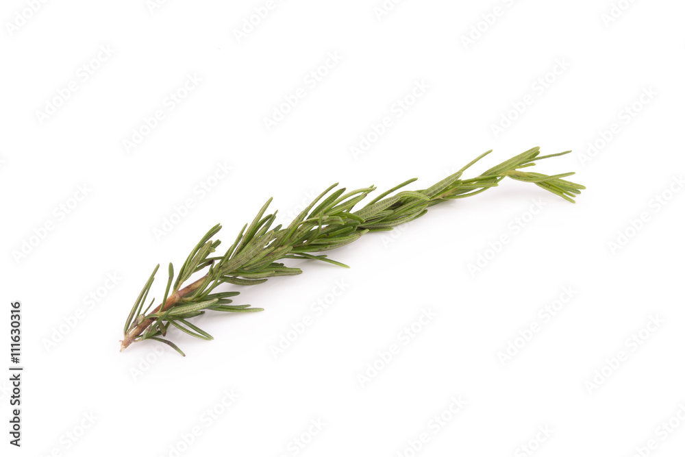 rosemary isolated on white background