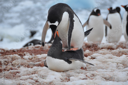 The pairing of two penguins on the beach of Antarctica