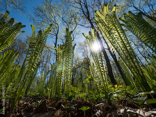 Young spring fern bushes in sunny day