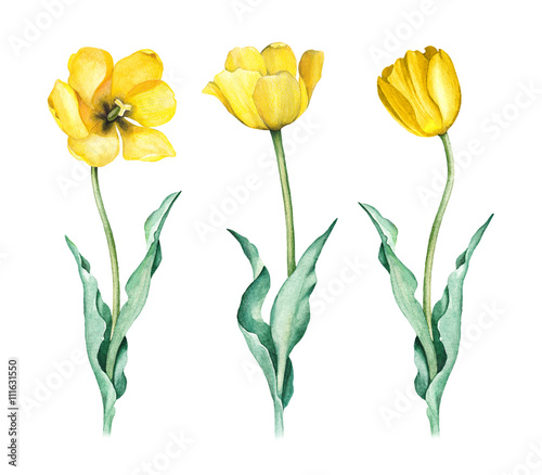 Watercolor illustration of tulips #111631550