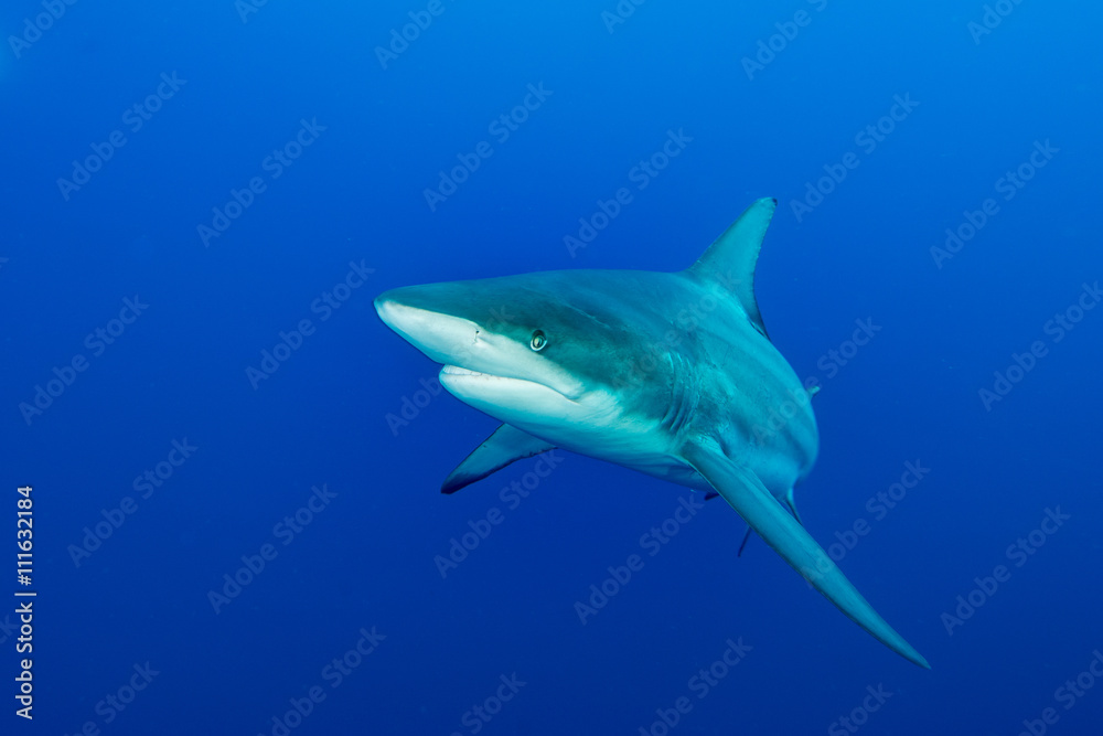 Fototapeta premium Giant Blacktip swimming in deep blue water