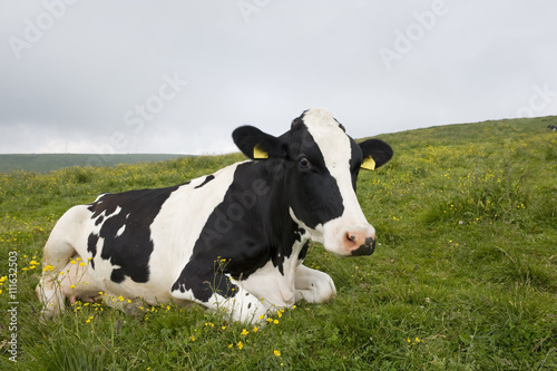 Portrait of a seated Friesian cow in the Alps.