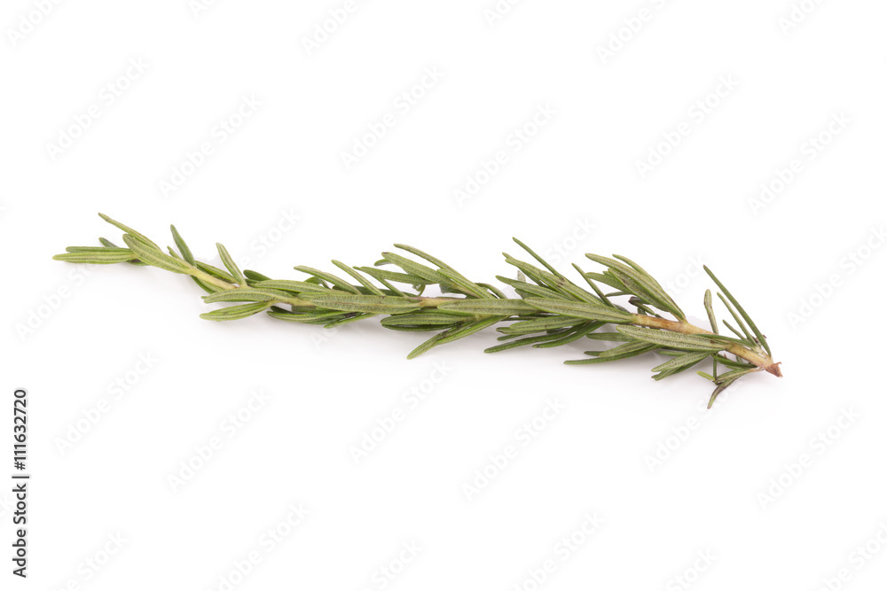 Fototapeta premium rosemary isolated on white background