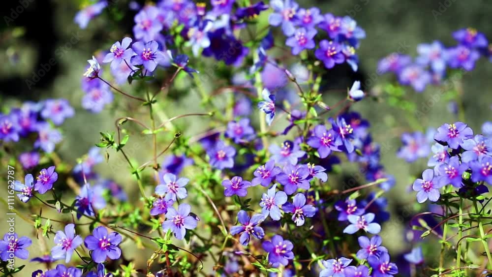 Anagallis monelli (blue pimpernel) blue wild flowers in nature